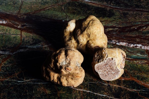 Où participer à une cueillette de truffes dans le Piémont, Italie?